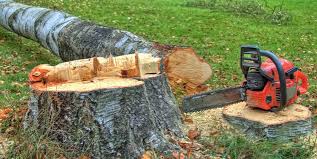 Professional Tree Removal and Landscaping Services in Amboy, IL